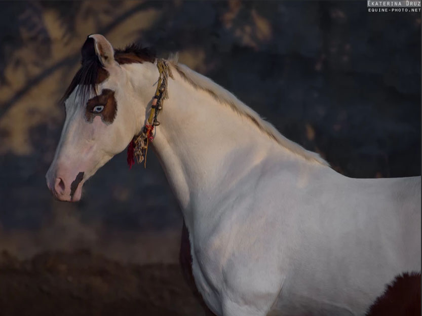 Ekaterina Druz - Equine Photography - PORTRAIT OF VILLAGE HORSE